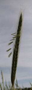 Rye anthesis at 65 of Zadok's scale of development.