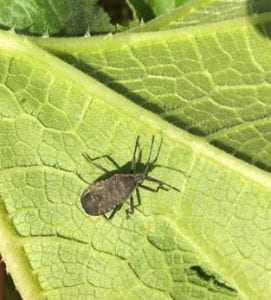 Adult squash bug, Anasa tristis