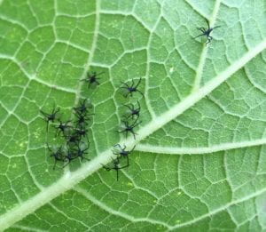 Newly hatched squash bug nymphs
