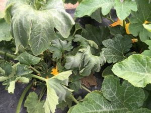 Bacterial wilt introduced by cucumber beetle feeding.