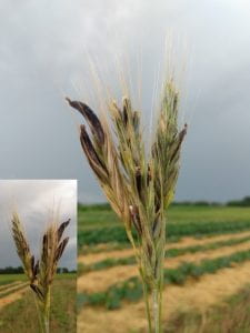 Two different angles of ergot infected rye