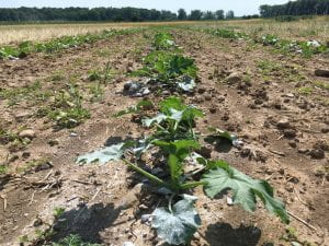 Directed seeds cultivation plot, 6/29/21.