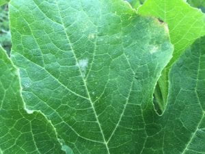 Early stages of powdery mildew infection