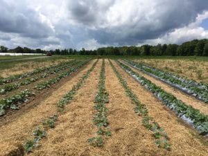 A field of delicata squash growing in straight rows. On the left the rows are on bare soil, center rows are straw mulched, and right rows are plastic mulched.