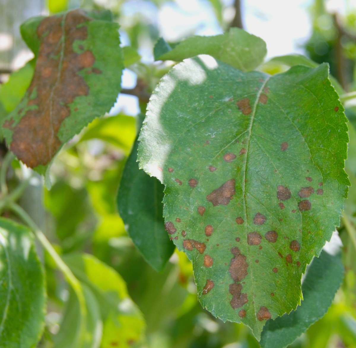 Fruit tree rust disease