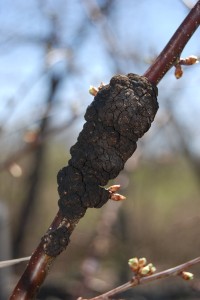 14-04-24 Black knot on prune-plums DSC_0015