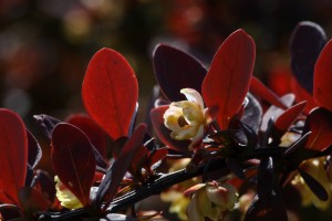 Flower of Japanese Barberry (Berberis thunbergii)