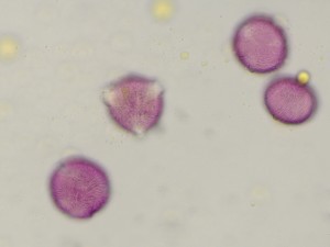 Prunusavium2
