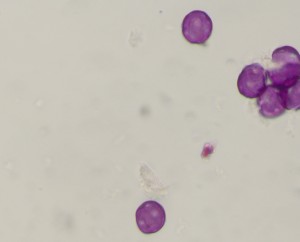Ribeshirtellum1