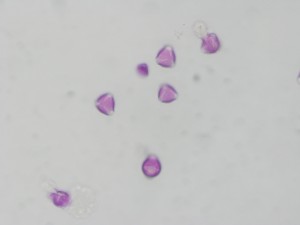 Rubusodoratus1