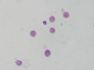 Rubusodoratus2