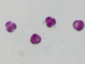 Ilexverticillata1