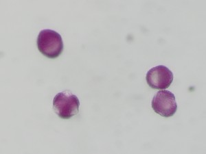 Ilexverticillata2