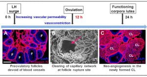 Vascular remodeling during ovulation. 