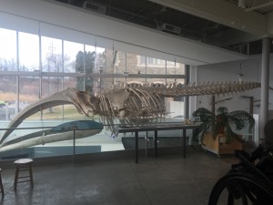 Great Whale Fossil