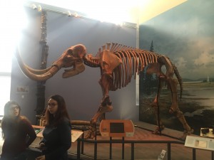 A skeleton of a woolly mammoth.