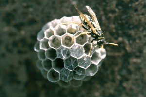 Paper wasp on new nest