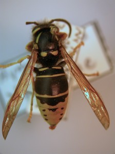 Although yellow jackets and a common paper wasp are similar in color and striping, their body shape differs significantly. Yellow jackets are 'sturdy'; paper wasps are thin-waisted and look delicate