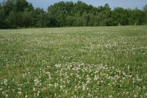 While clover does not provide the traction and stability of turfgrass, it is considered a repetitive pest problem and not an emergency under the law.