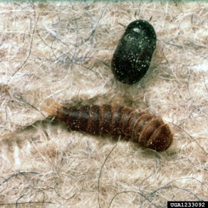 1233092 carpet beetle and larvae