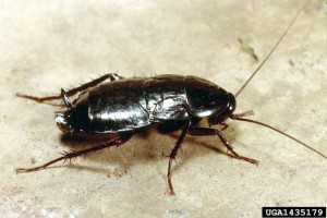 1435179 Oriental cockroach nymph