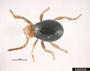 5460354 American spider beetle