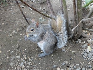 Identification matters. Grey squirrels are protected, while red squirrels are unprotected.