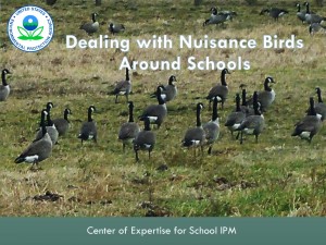 Dealing with Nuisance Birds Around Schools is one of many webinars offered by the EPA Center of Expertise for School IPM.