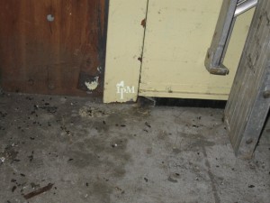 Rodents can chew through thin-bristle brush door sweeps, allowing pest entry.