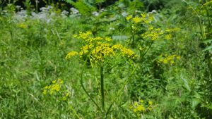 picture of yellow umbrella-like flower on a large green stalk