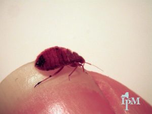 photo of flat, wide, reddish bug on a finger tip