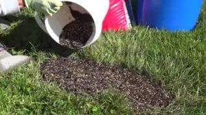 a bucket filled with mix of soil and turf seed being poured into a bare area on a lawn