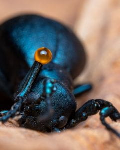 A black Meloe oil beetle with an orange droplet of hemolymph at a leg joint