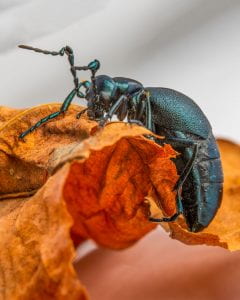 A black male oil beetle clings to a brown dry leaf.