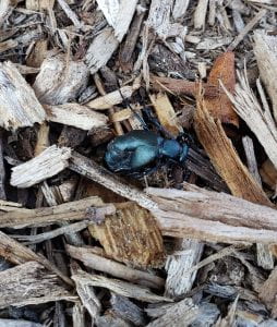 A shiny black oil beetle, dead, in mulch