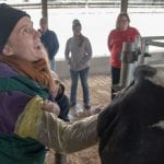 student evaluates calf position inside cow
