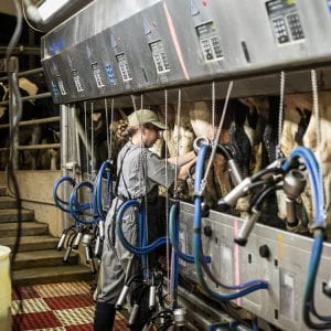 Milking employee works in the parlor