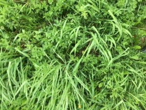 grass with alfalfa in vegetative stage