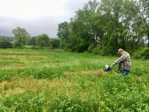 farmer pointing at pasture plants
