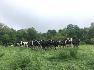 dairy heifers on pasture