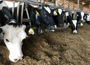 Holstein cows eating total mixed ration