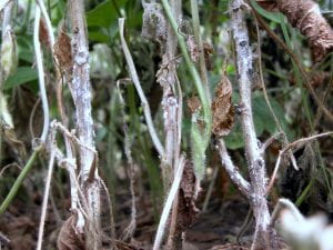 Advanced symptoms of white mold on soybean plants