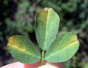 Alfalfa showing potato leafhopper damage