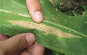 Oblong lesions on corn leaf tissue due to Northern Corn Leaf Blight
