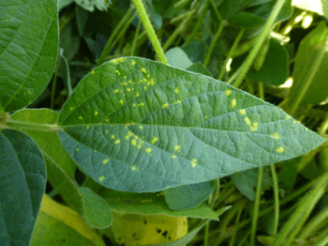 Downy mildew symptoms on soybean leaf