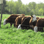 beef cattle grazing along fenceline