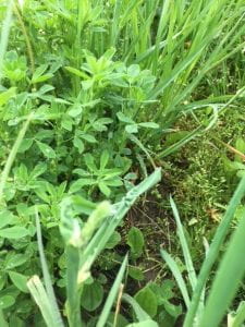 alfalfa vs grass
