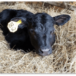 Dairy beef cross calf