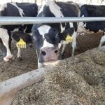 Holstein cows at the feed bunk