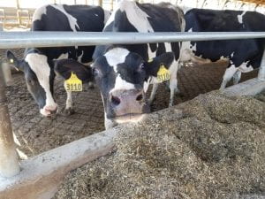 Holstein cows at the feed bunk